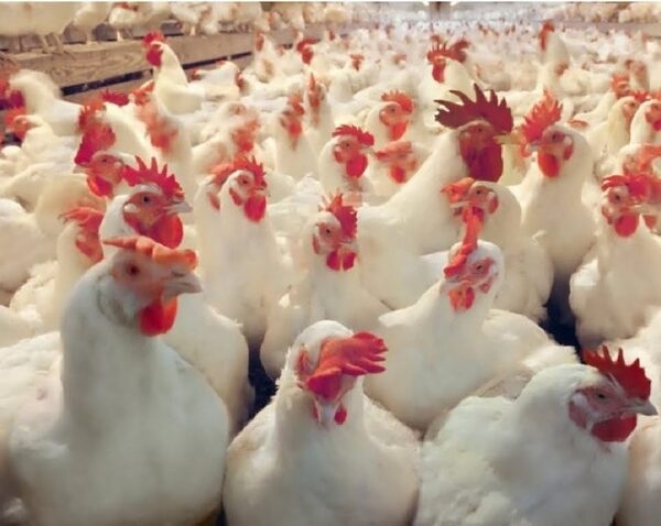 Uso del anillo cimenol para tratar un brote de enteritis necrótica en broilers - Image 1