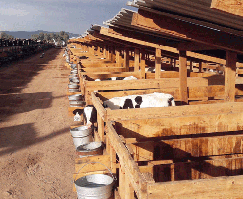 Uso del Programa NRC Dairy Cattle Program Computational
