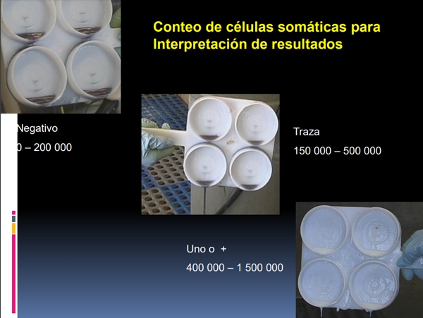 Pruebas para el diagnóstico de la mastitis bovina - Image 14