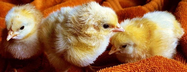 El crecimiento donde verdaderamente importa: conserve más nitrógeno en sus aves a través de la extrusión seca de alta fricción - Image 1