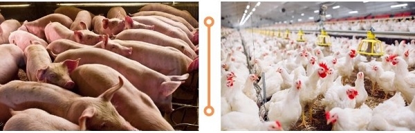 Los lípidos en la alimentación animal - Image 1