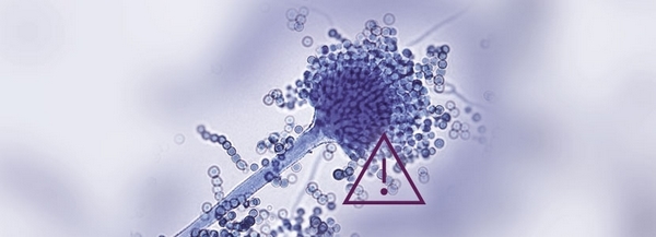 Micotoxinas: un problema eterno e inevitable - Image 1