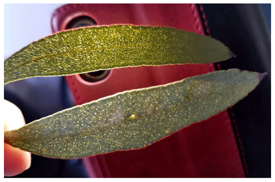 diferencia entre el polvo de hoja de eucalipto y el aceite esencial de eucalipto 