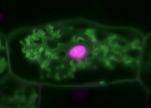 Cómo las plantas y los hongos cooperan a nivel molecular - Image 1