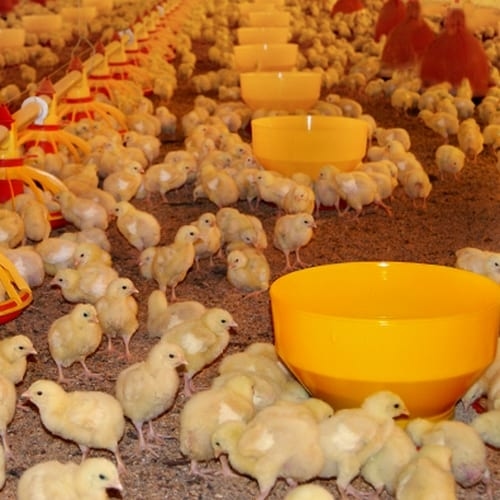 Revolucionando el proceso productivo de pollo de engorda a nivel Internacional. - Image 1