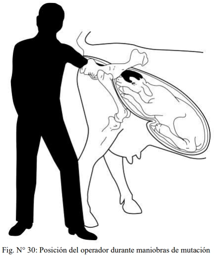 Obstetricia y neonatología bovina: X Maniobras Obstétricas - Image 1