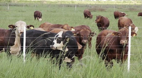 FOTOGRAFÍA 1. Cerca externa fija elaborada en alambre liso electrificado. FUENTE: Imágenes sobre diseños de accesorios para corrales y animales.