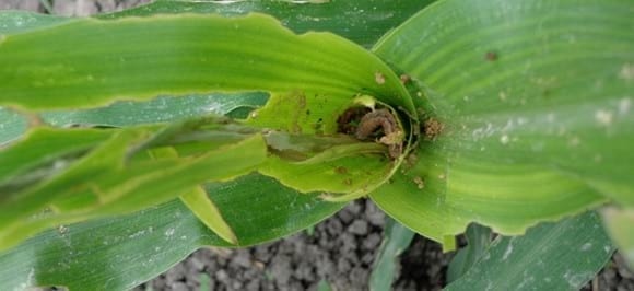 El manejo integrado del Gusano Cogollero en Maíz y Sorgo - Image 1