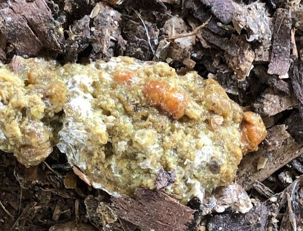 Heces de pollos, indicadores de salud del intestino - Image 3