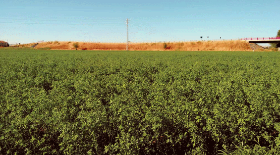 lactancia de alfalfa