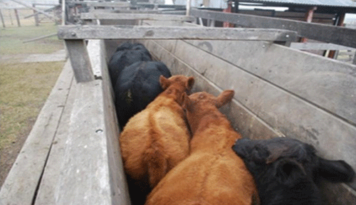 FOTOGRAFÍA 10. Manga cubierta internamente en sus paredes laterales y con un estribo lateral externo al corral. FUENTE: Imágenes sobre diseños de accesorios para corrales y animales.
