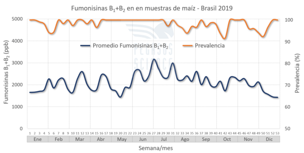 Micotoxinas en maíz: Brasil año 2019 - Image 5