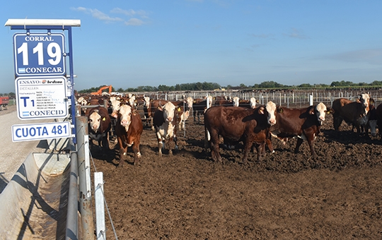 Validan nuevos aditivos naturales para el feedlot - Image 1