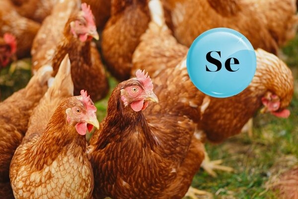 Funciones del selenio en la salud, la productividad y la calidad del huevo de ponedoras y reproductoras - Image 1