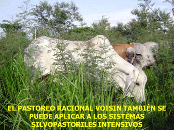 BOTERO - CAPÍTULO IX PASTOREO RACIONAL INTENSIVO VOISIN UNA OPCIÓN PARA INTENSIFICAR Y HACER MÁS AMIGABLE CON EL AMBIENTE LA PRODUCCIÓN CON RUMIANTES EN PASTOREO EN EL TRÓPICO - Image 42
