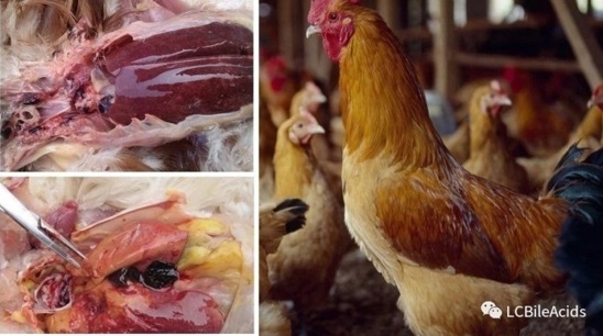Siete peligros de micotoxinas para pollos - Image 1