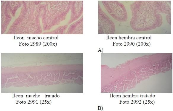 Valoración histológica de un sistema de tratamiento homeopático en pollos de ceba - Image 3