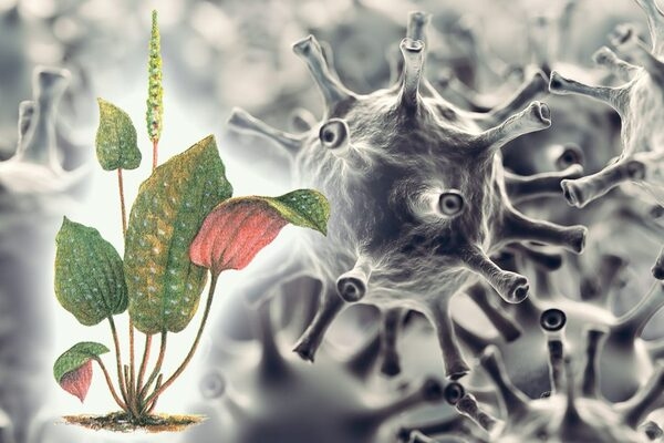 Actividad antiviral de los aceites esenciales - Image 1