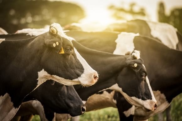 Estrés Calórico en Ganado Lechero: Alternativas de Manejo Ambiental y Nutricional - Image 1