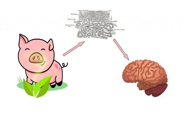 Inhalación: una vía alternativa para administrar aceites esenciales a los animales de granja - Image 2