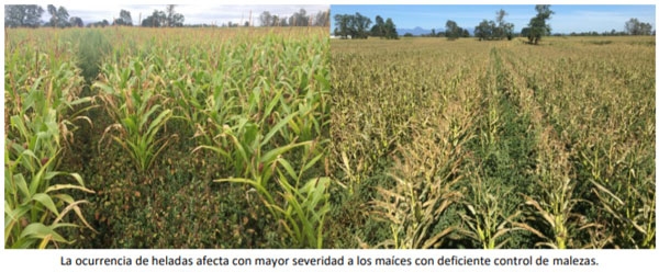 Manual del cultivo de maíz para ensilaje - Cultivo de maíz: Cuarto Capítulo - Image 17