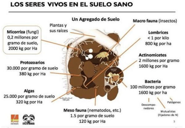 BOTERO - CAPÍTULO IX PASTOREO RACIONAL INTENSIVO VOISIN UNA OPCIÓN PARA INTENSIFICAR Y HACER MÁS AMIGABLE CON EL AMBIENTE LA PRODUCCIÓN CON RUMIANTES EN PASTOREO EN EL TRÓPICO - Image 11