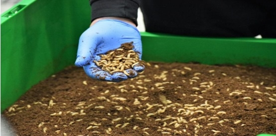 La alimentación de las gallinas con insectos - Image 1