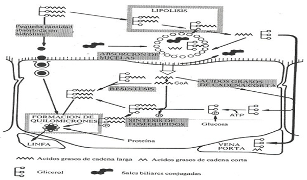 Digestión, absorción y metabolismo de los lípidos en monogástricos y rumiantes - Image 4