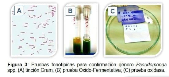 Resistencia antibacteriana de Pseudomonas alterantes de pollo - Image 2