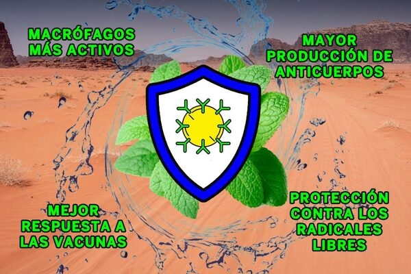 Estrés térmico e inmunosupresión, ¡aceites esenciales al rescate! - Image 3