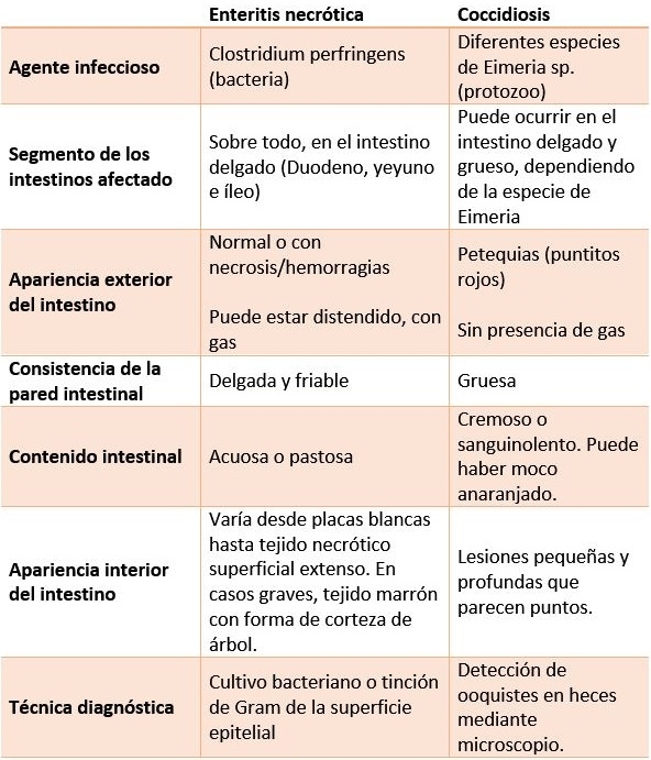 Enteritis necrótica y coccidiosis: diagnóstico diferencial - Image 2