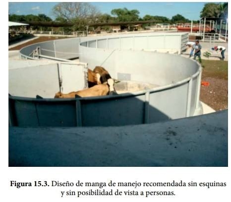 Importancia del bienestar en la producción de bovinos de carne en corral - Image 3