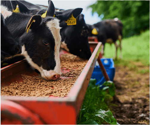 ¿CÓMO AUMENTAR LA ENERGÍA DE LA DIETA SIN AFECTAR LA FERMENTACIÓN RUMINAL? - Image 1