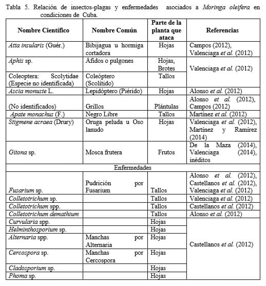 Requerimientos agronómicos de Moringa oleifera (Lam.) en sistemas ganaderos - Image 7