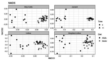 Figura 1. Escalamiento multidimensional no métrico (Non-metric Multidimensional Scaling, NDMS), utilizando diferentes matrices de distancia. Los colores representan las diferentes dietas al comienzo del ensayo (heno de alfalfa = negro, concentrado de inicio = gris); y las distintas formas representan los tiempos de muestreo (círculo = semana 5, triángulo = semana 11).