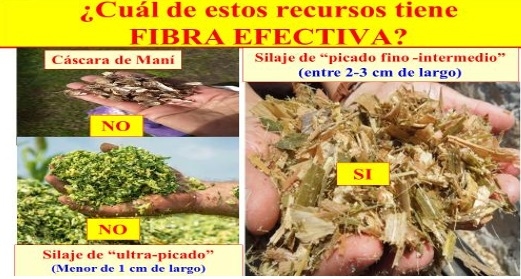 9° MITO ROL DE LA FIBRA Y LA SALIVA EN EL METABOLISMO ¿Se puede producir carne con dietas solo con concentrados “sin nada de Fibra”? - Image 1