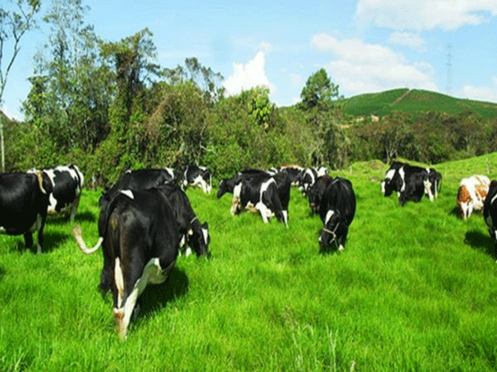 UNA OPCIÓN PARA INTENSIFICAR Y HACER MÁS AMIGABLE CON EL AMBIENTE LA PRODUCCIÓN CON RUMIANTES EN PASTOREO EN EL TRÓPICO 