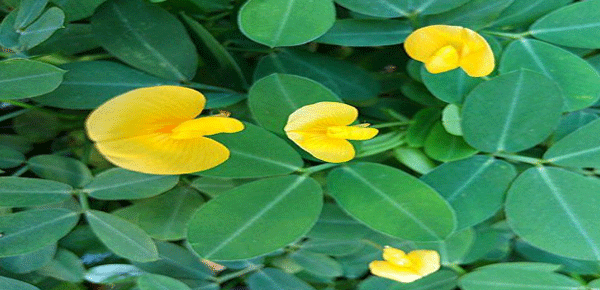 PRODUCCIÓN Y CALIDAD DEL MANÍ FORRAJERO PERENNE (Arachis pintoi) EN REGIONES TROPICALES DE SUELOS FÉRTILES EN COLOMBIA
