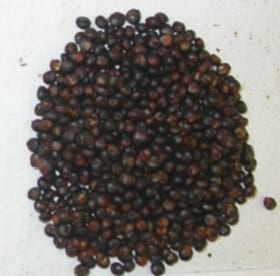 El Sorgo, un cultivo perfecto - Image 3