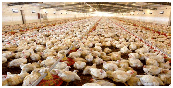 hígado de los pollos