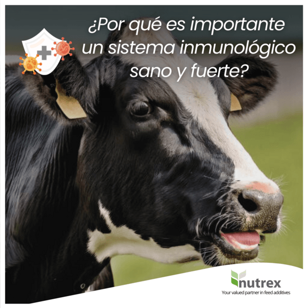 Salud, inmunidad y rendimiento: la base de la productividad animal - Image 1