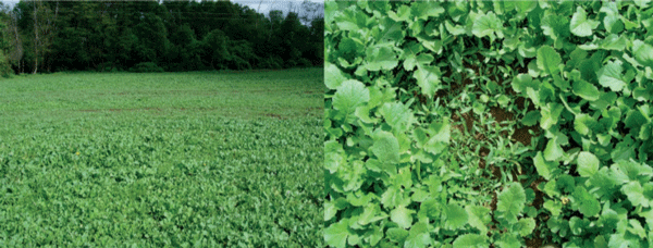 Efecto de un deficiente control de malezas en el cultivo de nabos forrajeros