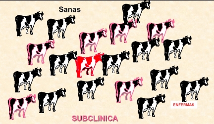 Pruebas para el diagnóstico de la mastitis bovina - Image 5
