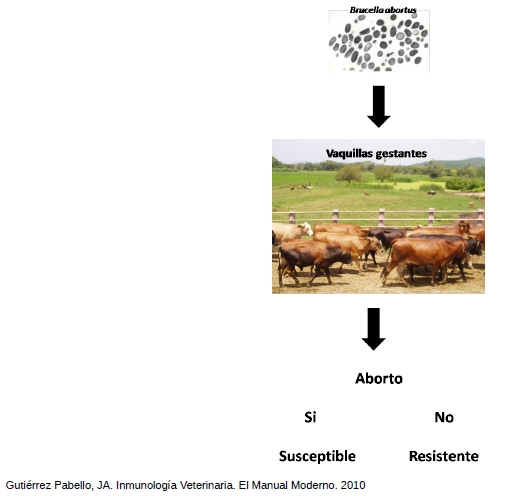 Identificación de biomarcadores de resistencia natural a Mycobacterium bovis en el ganado bovino - Image 5