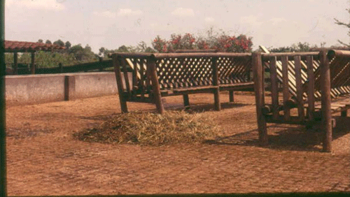 FOTOGRAFÍA 13. Jaulas forrajeras con o sin techo, construidas en madera inmunizada localizadas dentro de los corrales y sobre piso corrugado de cemento. Hda. Miraflores; Ginebra, Valle del Cauca, Colombia. FUENTE: Raúl Botero Botero, 1992. 
