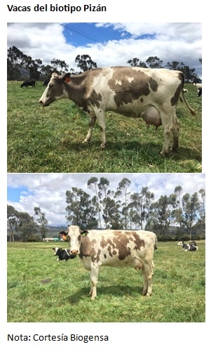 El biotipo bovino Pizán de la sierra ecuatoriana - Image 3