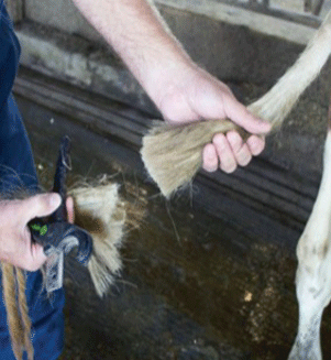 El recorte de la crin es una alternativa al corte de cola. (Fuente: https://www.kbia.org/post/he-res-short-story-cow-tails#stream/0).