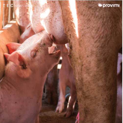 NÚMERO DE LECHONES DESTETADOS POR HEMBRA/AÑO: UN INDICADOR ESENCIAL DE EFICIENCIA, REPRODUCCIÓN Y RENTABILIDAD - Image 1