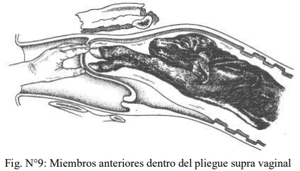 Obstetricia y neonatología bovina: V. Canal obstétrico - Image 5