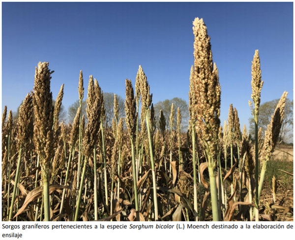 Manual Cultivo del Sorgo Forrajero - Tipos de sorgos - Image 1